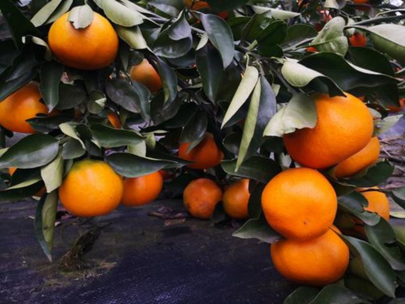 四川明日见柑橘，产地直发，一手货源，欢迎来电采购