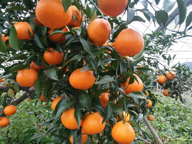 四川明日见柑橘，产地直发，一手货源，欢迎来电采购