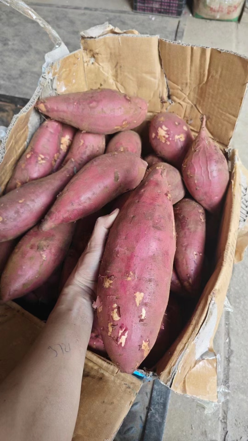 广东西瓜红红薯大量上市产地直发一手货源欢迎新老客户采购