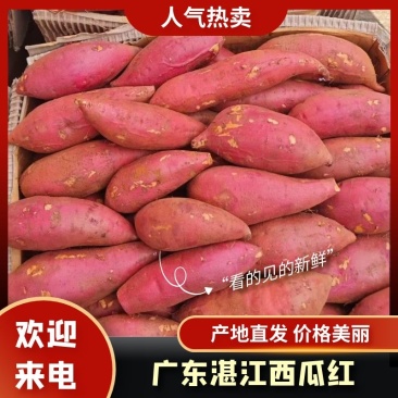 广东西瓜红红薯大量上市产地直发一手货源欢迎新老客户采购