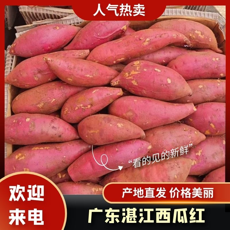 广东西瓜红红薯大量上市产地直发一手货源欢迎新老客户采购