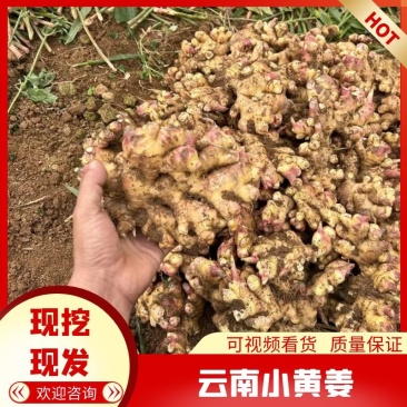 云南文山精品小黄姜量大价优一手可供全国商超市场电商