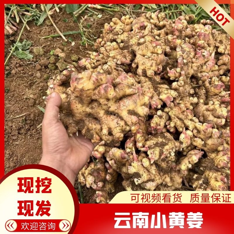 云南文山精品小黄姜量大价优一手可供全国商超市场电商