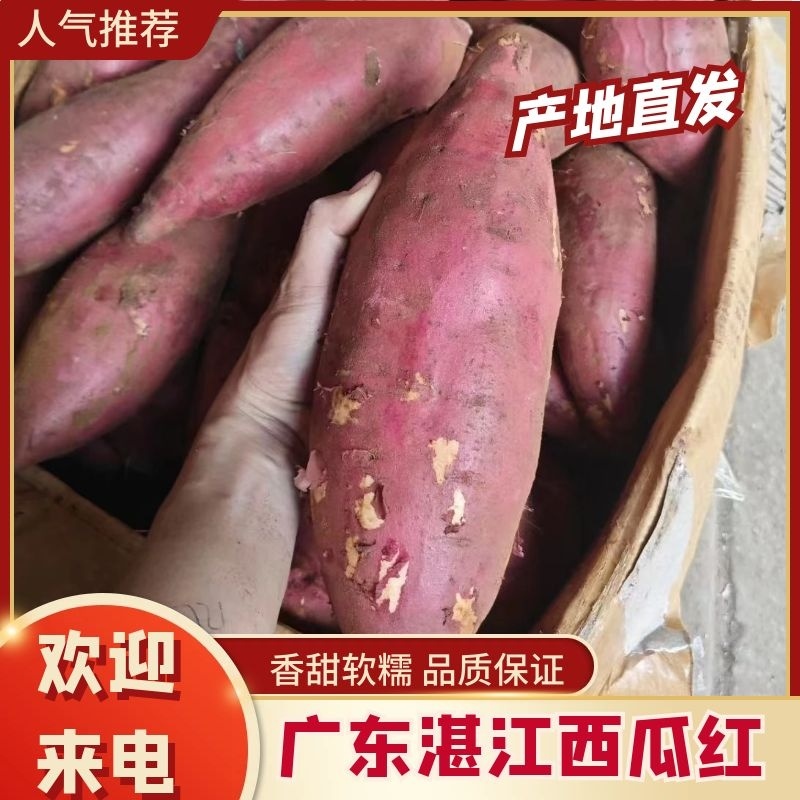 广东湛江市西瓜红红薯软糯香甜，产地发货，可对接电商，工厂
