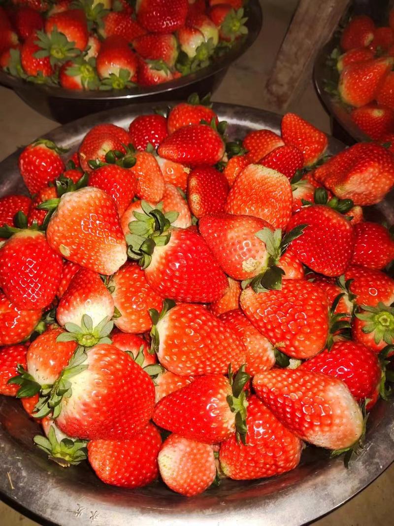 浙江产地直销精品奶油草莓货量充足价格优惠口感甜欢迎咨询