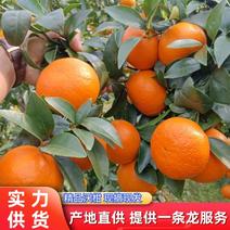 【四川】沃柑货好果面干净口感甜明日见黄果柑颜色