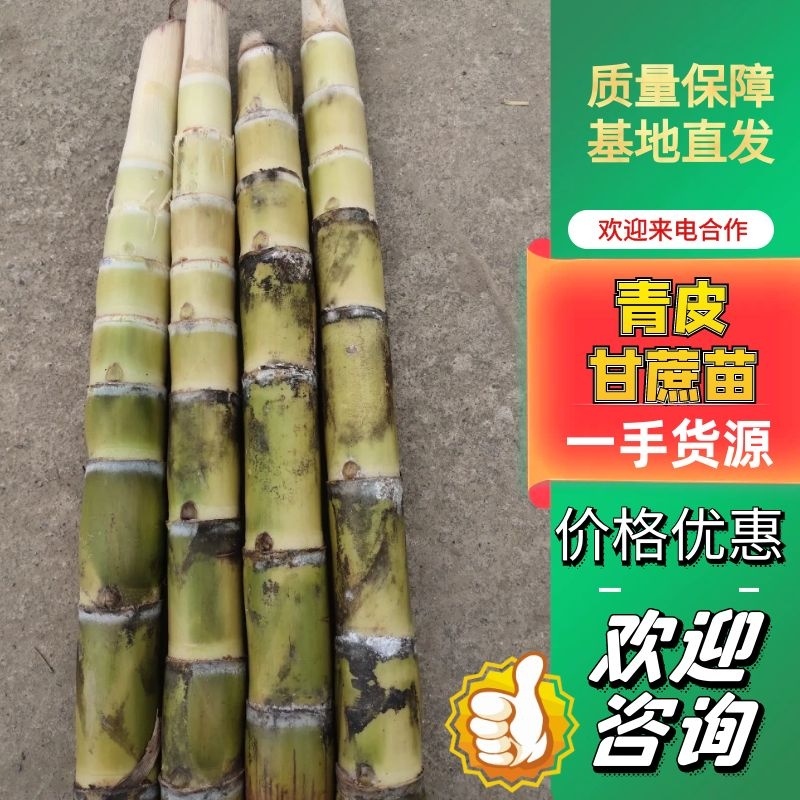 【青皮甘蔗苗】甘蔗种黄皮甘蔗苗黑皮甘蔗苗产地直发价格优惠