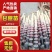 【青皮甘蔗苗】甘蔗种黄皮甘蔗苗黑皮甘蔗苗产地直发价格优惠