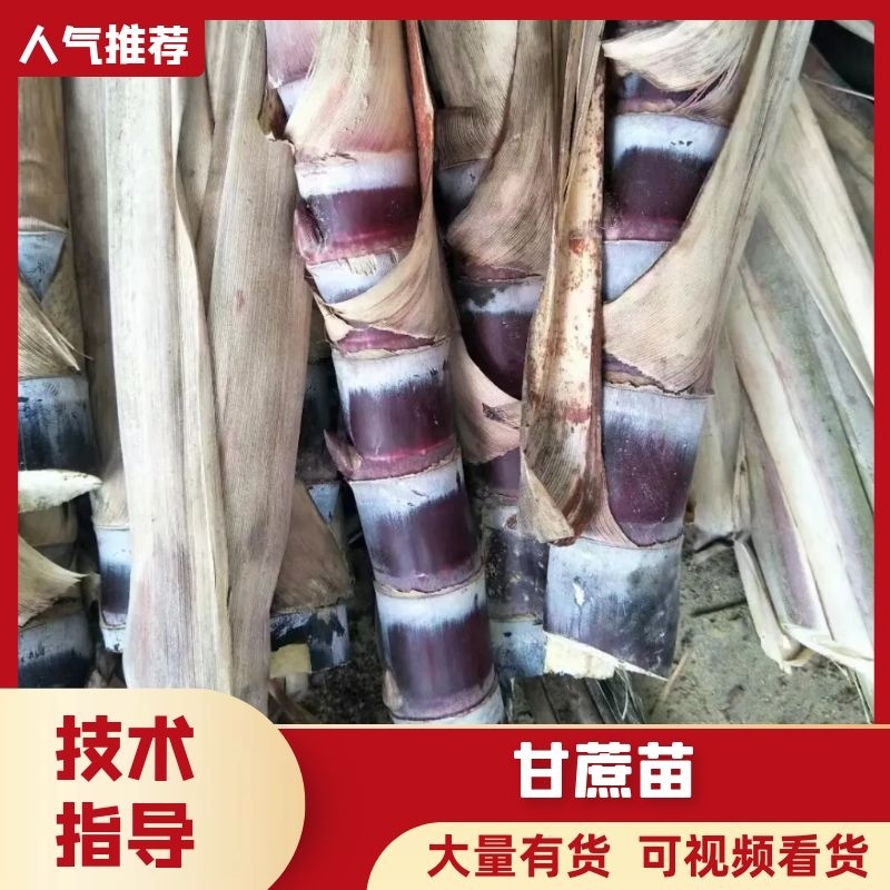 【青皮甘蔗苗】甘蔗种黄皮甘蔗苗黑皮甘蔗苗产地直发价格优惠