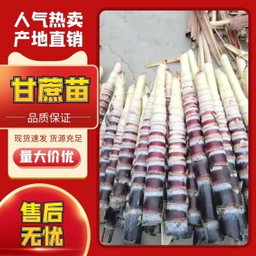 【包邮甘蔗苗】甘蔗种黑皮甘蔗黄皮甘蔗青皮甘蔗苗包售后成活
