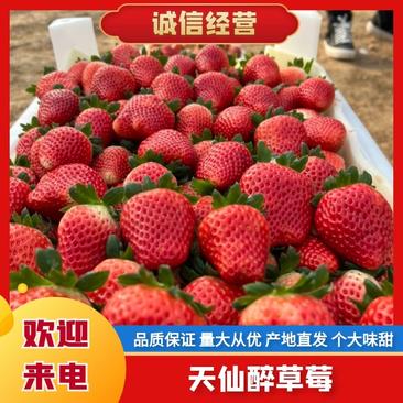 河南天仙醉草莓酸甜可口产地直发量大优惠品质保证欢迎咨询
