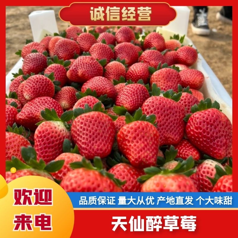 河南天仙醉草莓酸甜可口产地直发量大优惠品质保证欢迎咨询