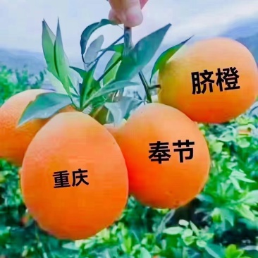 【优选】奉节脐橙大量上市基地直发量大从优品质保证欢迎下单