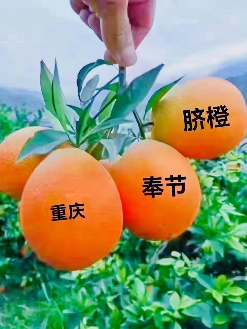 【优选】奉节脐橙大量上市基地直发量大从优品质保证欢迎下单