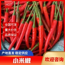 小米椒，大量上市，货源充足，质量保证，您的满意是我的要求