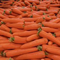 胡萝卜，三红萝卜产地直销一手货源量大从优，