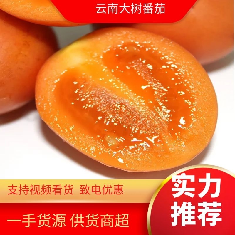 【热销推荐】番茄，云南施甸大树番茄，洋酸茄基地直发