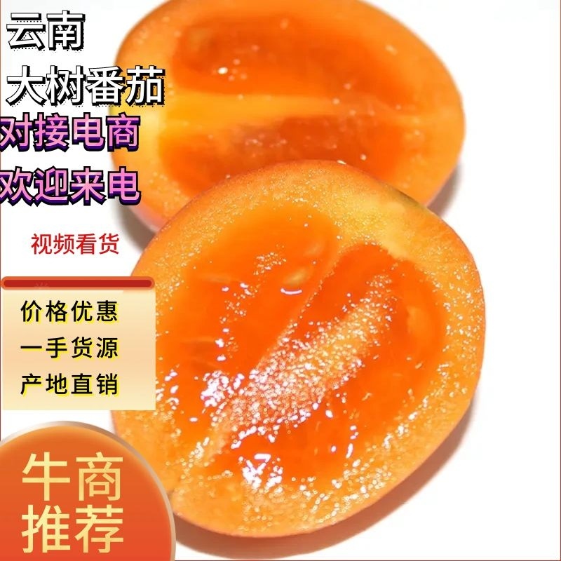 【包邮】云南树番茄，新鲜现摘口感好，产地直发价格实惠