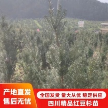 四川精品红豆杉苗大量上市品质保证诚信经营欢迎来电采购