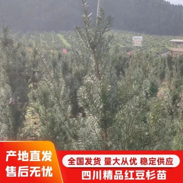 四川精品红豆杉苗大量上市品质保证诚信经营欢迎来电采购