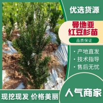 精品曼地亚红豆杉苗大量上市品质保证诚信经营一手货源