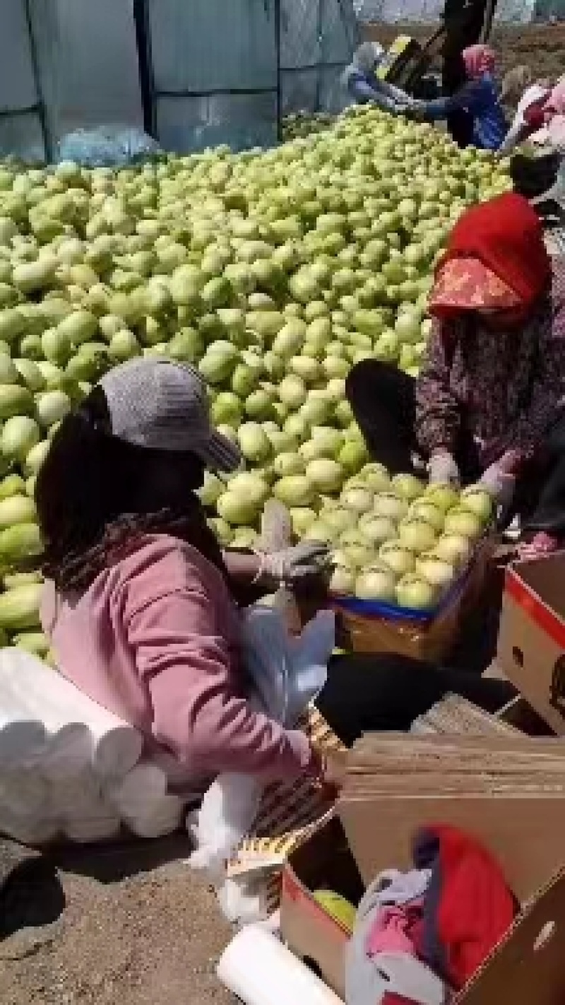 辽宁精品京蜜大量供应一手货源诚信合作欢迎采购
