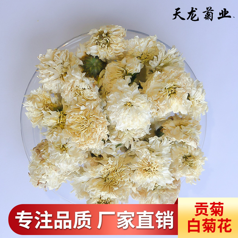 贡菊七月菊菊花茶