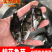桂花鱼苗，优质鱼苗桂花供应鳜鱼苗全程提供养殖技术桂鱼苗