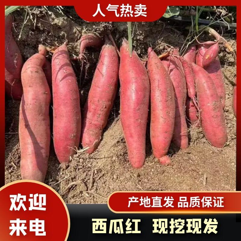 西瓜红优质红薯广东产地上市对接全国市场商超批发商欢迎咨询