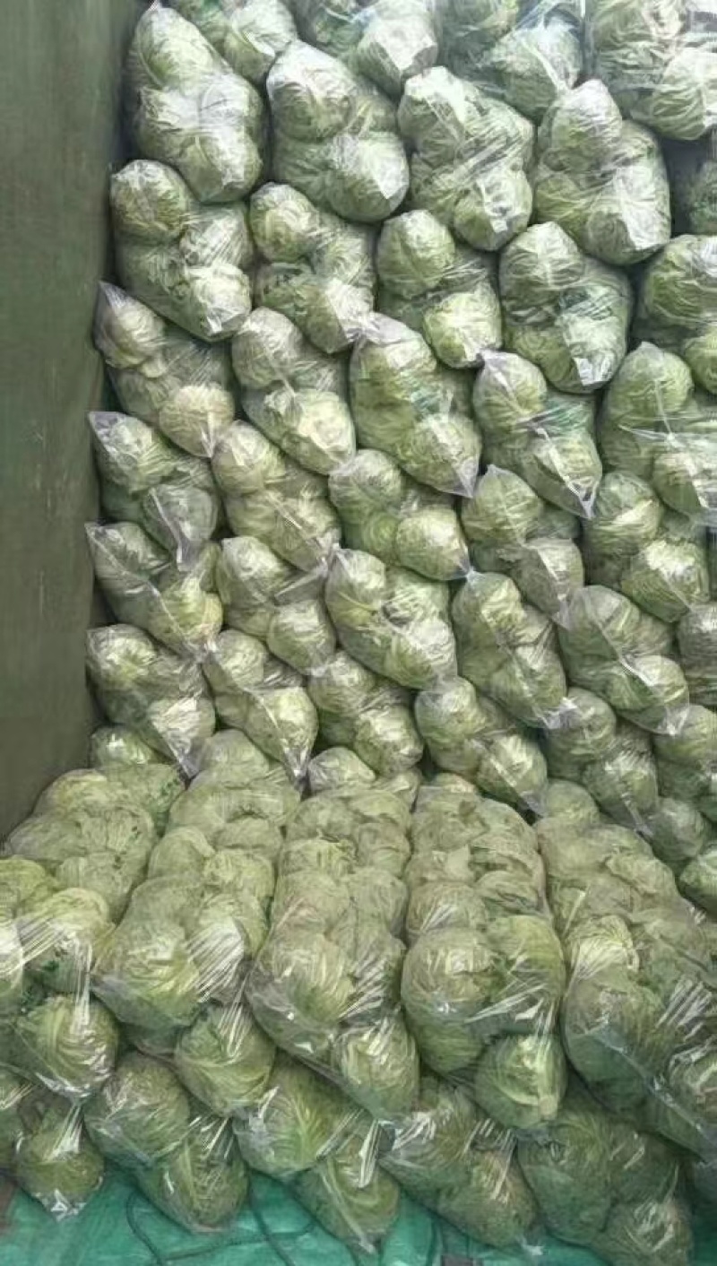 山东产地直销精品圆包菜现摘现发货量充足欢迎电联咨询