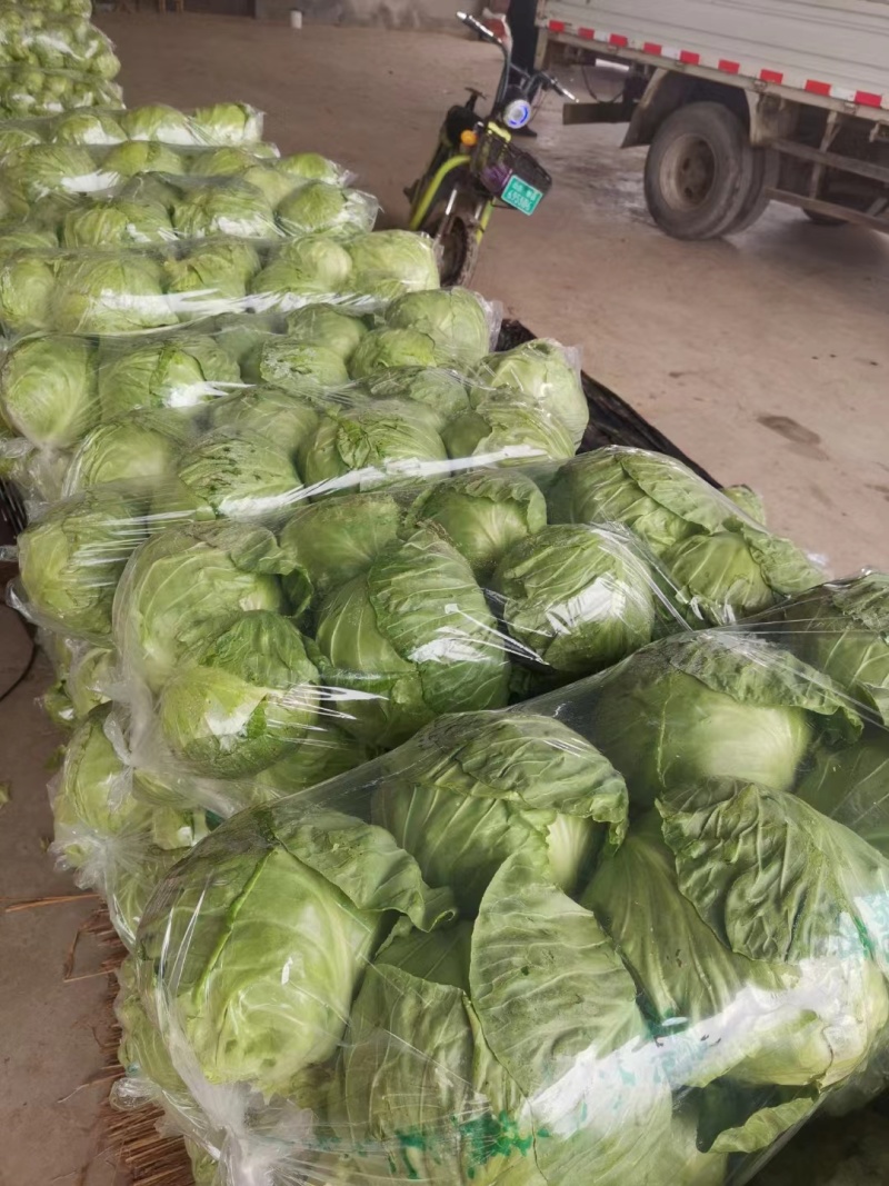 山东产地直销精品圆包菜现摘现发货量充足欢迎电联咨询