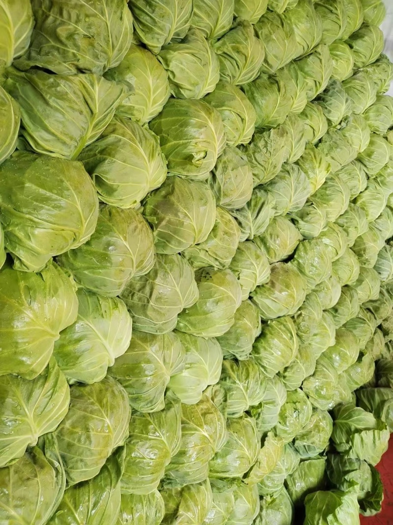 山东产地直销精品圆包菜现摘现发货量充足欢迎电联咨询