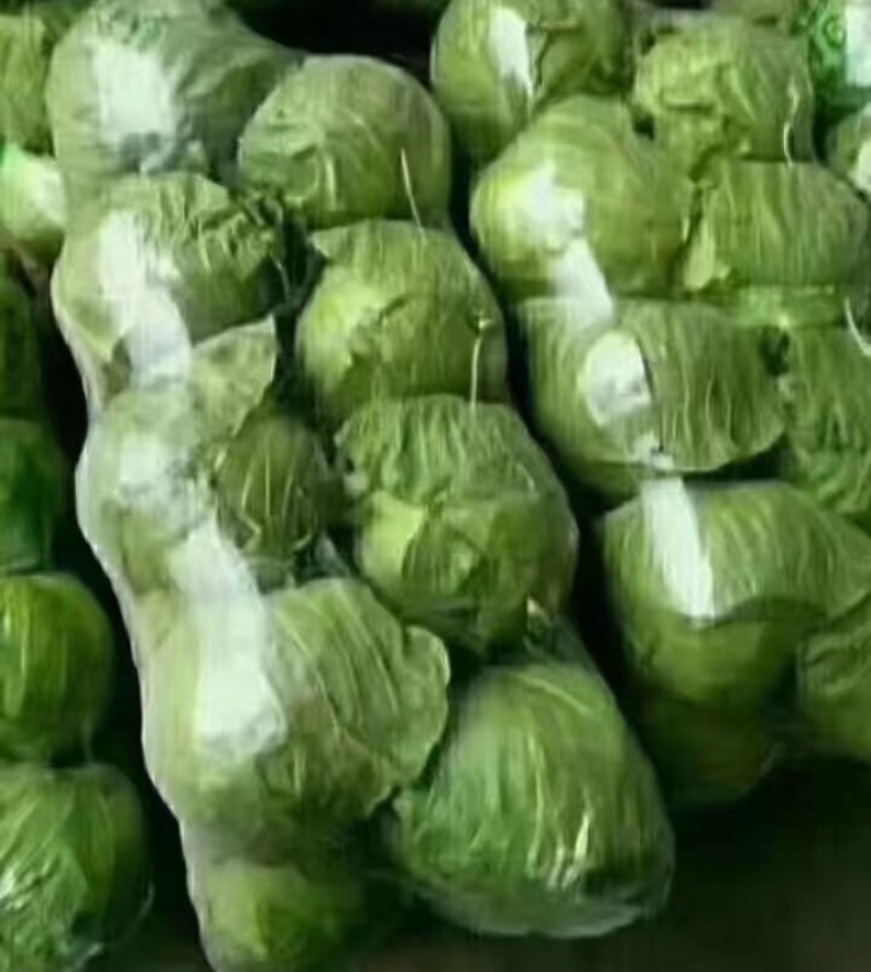 山东产地直销精品圆包菜现摘现发货量充足欢迎电联咨询