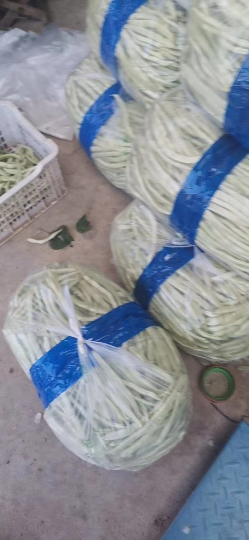 山东产地直销精品九粒白芸豆现摘现发货量充足欢迎电联咨询
