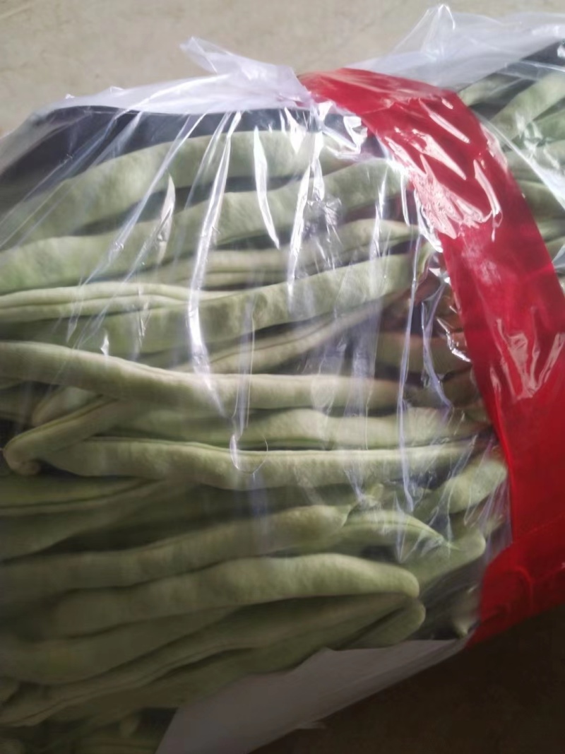 山东产地直销精品九粒白芸豆现摘现发货量充足欢迎电联咨询