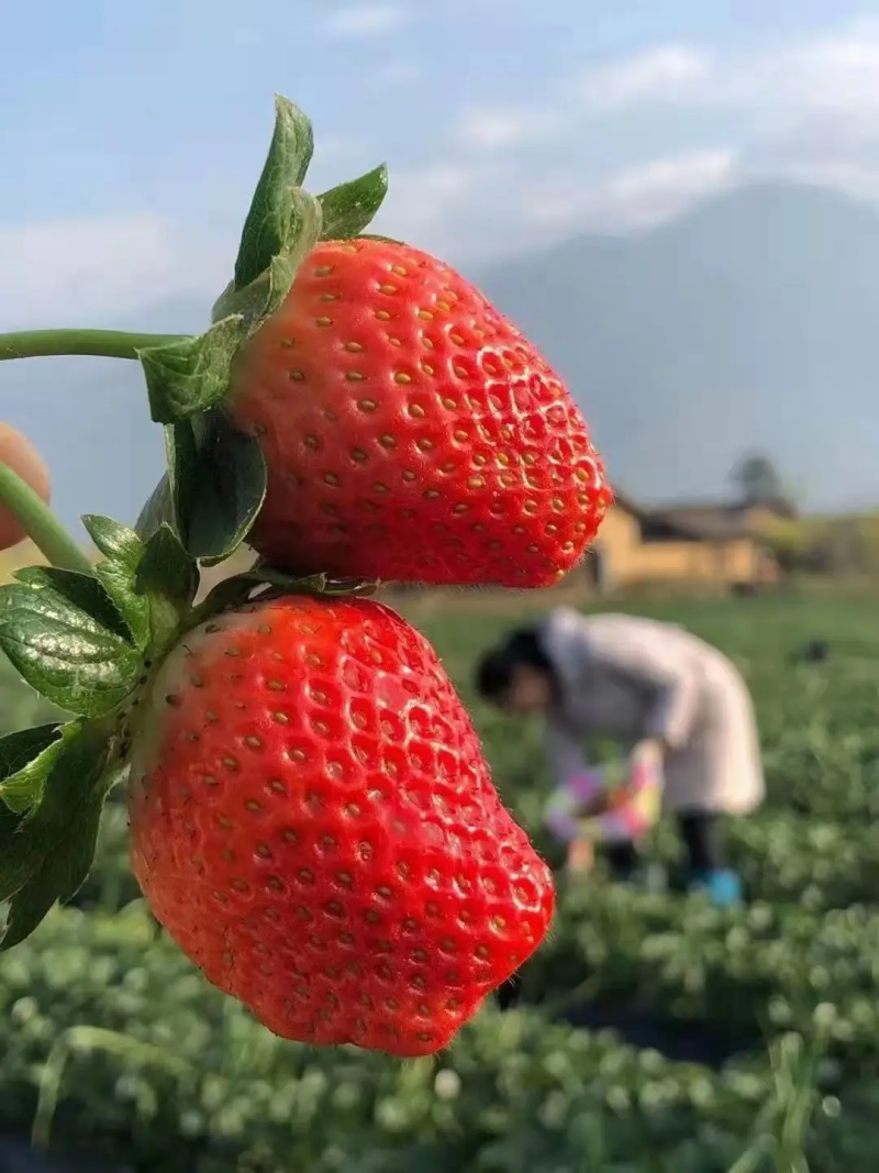 奶油草莓产地直发价格优惠全国客商来电洽谈诚信合作