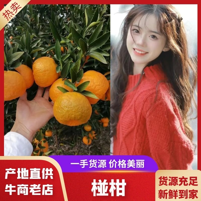 🍊椪柑清江芦柑湖北椪柑桔新鲜上市鲜果好果优惠批发电商