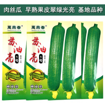 苏油亮1号丝瓜种子早熟油绿香丝瓜种籽油亮短棒丝瓜种孑肉厚