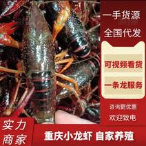 重庆小龙虾养殖基地直发货源充足价格欢迎