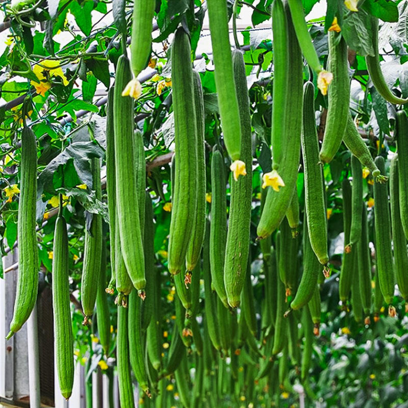 五香长丝瓜种籽早熟顺直高产春秋季播大棚露天种植