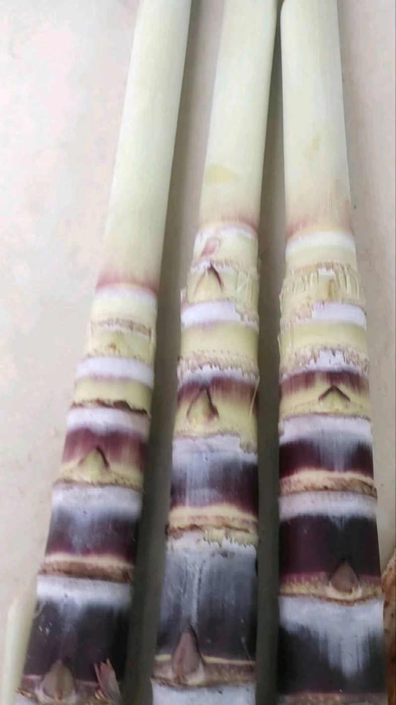 【青皮甘蔗苗】甘蔗种黄皮甘蔗苗黑皮甘蔗苗产地直发价格优惠