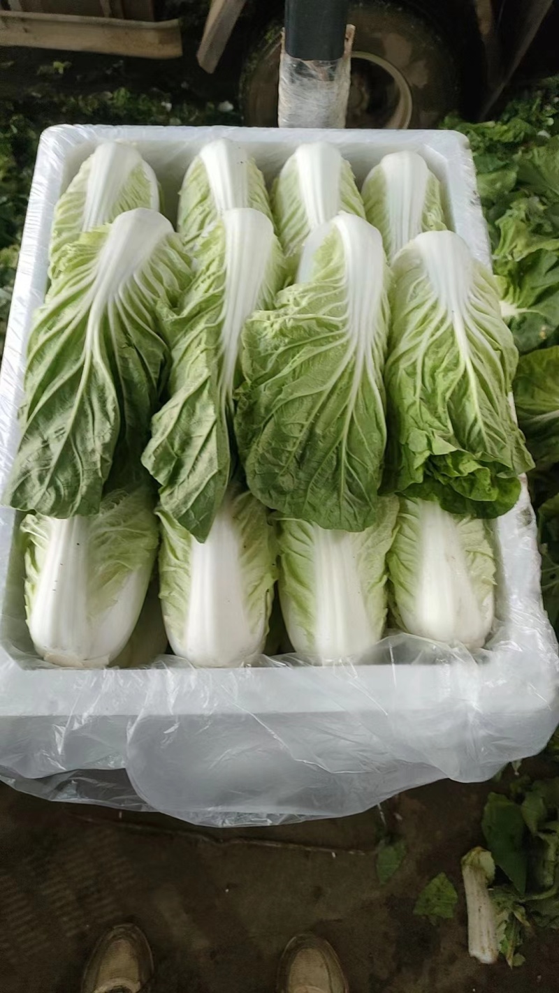 云南基地直供精品黄白菜现摘现发价格优惠货量充足可视频