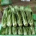 云南基地直供精品油麦菜现摘现发价格优惠货量充足欢迎咨询