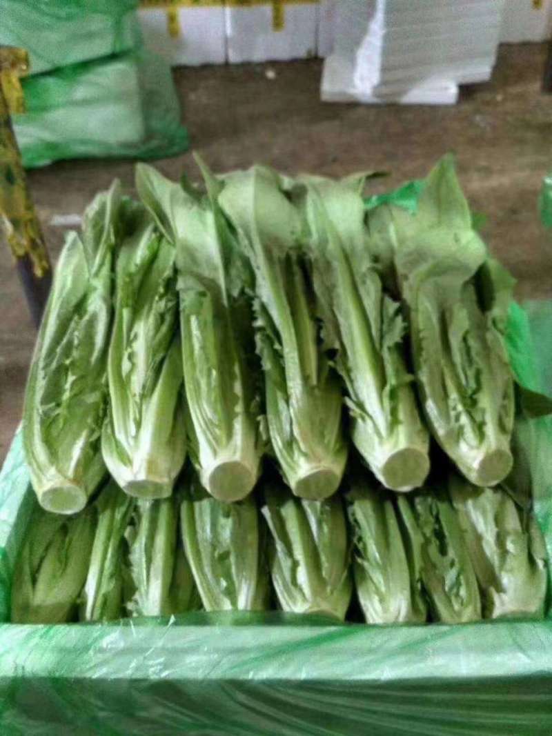 云南基地直供精品油麦菜现摘现发价格优惠货量充足欢迎咨询