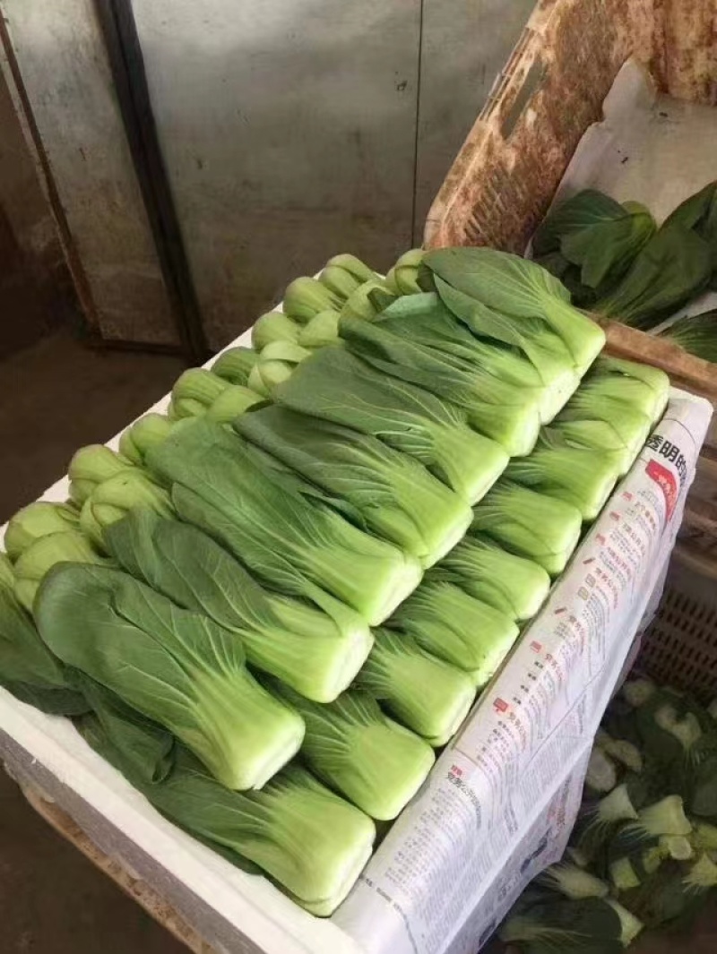 云南产地优选上海青新鲜采摘发货价格优惠货量充足欢迎咨询