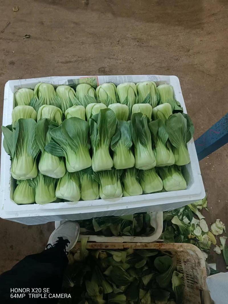 云南产地优选上海青新鲜采摘发货价格优惠货量充足欢迎咨询