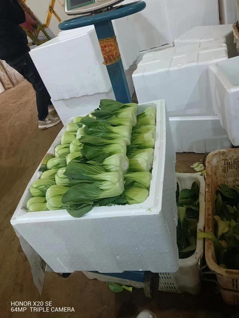云南产地优选上海青新鲜采摘发货价格优惠货量充足欢迎咨询