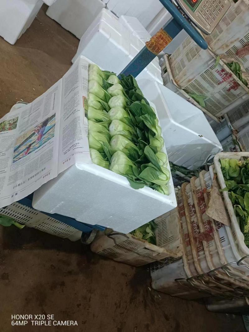 云南产地优选上海青新鲜采摘发货价格优惠货量充足欢迎咨询