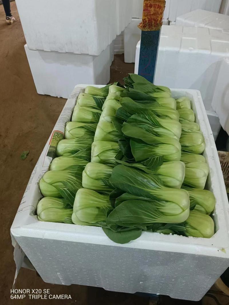 云南产地优选上海青新鲜采摘发货价格优惠货量充足欢迎咨询