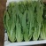 云南基地直供精品油麦菜现摘现发价格优惠货量充足欢迎咨询
